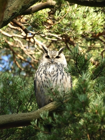 To use this stock image in your creative project, please select the size you need over to the right and click the "Add to Cart" button.
Your downloaded image will come with the Cutcaster watermark removed so don’t worry about the watermark you see on this page. Eurasian Eagle-owl stock photo, An owl in a tree by Lars Kastilan
