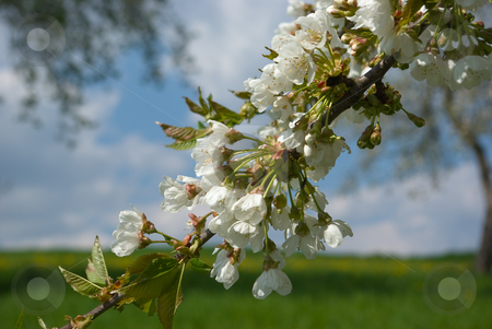To use this stock image in your creative project, please select the size you need over to the right and click the "Add to Cart" button.
Your downloaded image will come with the Cutcaster watermark removed so don’t worry about the watermark you see on this page. Kirschbl?te im Fr?hling - Cherry blossoms in the spring stock photo, Kirschbl?te im Fr?hling - Cherry blossoms in the spring by Wolfgang Heidasch