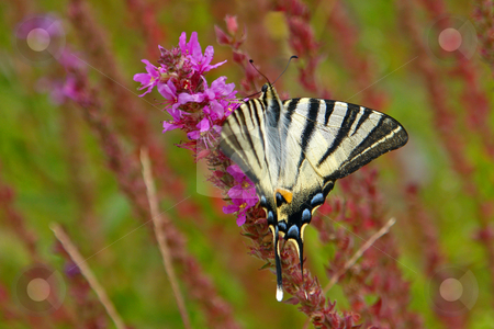 To use this stock image in your creative project, please select the size you need over to the right and click the "Add to Cart" button.
Your downloaded image will come with the Cutcaster watermark removed so don’t worry about the watermark you see on this page. Segelfalter, Iphiclides Podallirius, Scarce Swallowed Tail stock photo, Segelfalter, Iphiclides Podallirius, Scarce Swallowed Tail by Wolfgang Heidasch