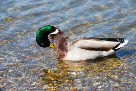 To use this stock image in your creative project, please select the size you need over to the right and click the "Add to Cart" button.
Your downloaded image will come with the Cutcaster watermark removed so don’t worry about the watermark you see on this page. Duck on water - Hygiene stock photo, Male duck green head over transparent water by Julija Sapic
