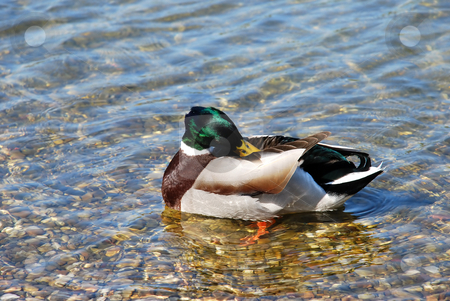 To use this stock image in your creative project, please select the size you need over to the right and click the "Add to Cart" button.
Your downloaded image will come with the Cutcaster watermark removed so don’t worry about the watermark you see on this page. Duck on water - Hygiene stock photo, Male duck green head over transparent water by Julija Sapic