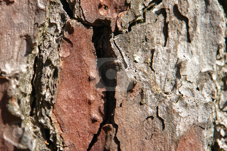 To use this stock image in your creative project, please select the size you need over to the right and click the "Add to Cart" button.
Your downloaded image will come with the Cutcaster watermark removed so don’t worry about the watermark you see on this page. Pinienrinde stock photo, Pinienrinde by Wolfgang Heidasch