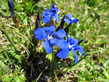 To use this stock image in your creative project, please select the size you need over to the right and click the "Add to Cart" button.
Your downloaded image will come with the Cutcaster watermark removed so don’t worry about the watermark you see on this page. Blooming flowers stock photo, by Wolfgang Heidasch
