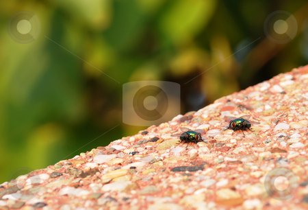To use this stock image in your creative project, please select the size you need over to the right and click the "Add to Cart" button.
Your downloaded image will come with the Cutcaster watermark removed so don’t worry about the watermark you see on this page. Two green flies stock photo, Two green flies outdoor on stone background by Julija Sapic