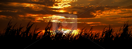 To use this stock image in your creative project, please select the size you need over to the right and click the "Add to Cart" button.
Your downloaded image will come with the Cutcaster watermark removed so don’t worry about the watermark you see on this page. Harvest Sunset stock photo, Autumn sunset over a corn field in South Dakota. by John McLaird