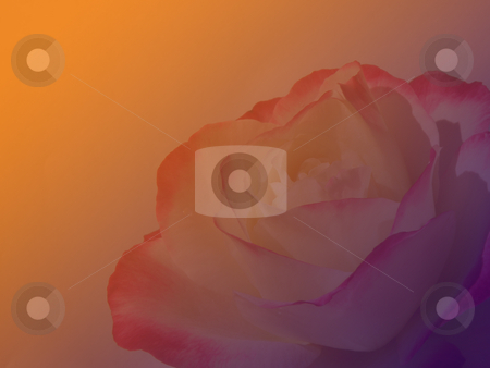 To use this stock image in your creative project, please select the size you need over to the right and click the "Add to Cart" button.
Your downloaded image will come with the Cutcaster watermark removed so don’t worry about the watermark you see on this page. Fading rose stock photo, A beautiful rose fading into pink and orange by Rob Wright