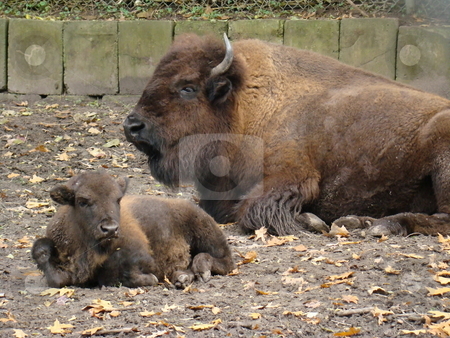 To use this stock image in your creative project, please select the size you need over to the right and click the "Add to Cart" button.
Your downloaded image will come with the Cutcaster watermark removed so don’t worry about the watermark you see on this page. Mother bison and calf stock photo, Mother bison and calf by CHERYL LAFOND