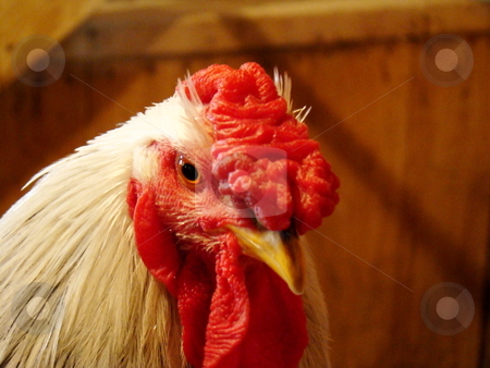 To use this stock image in your creative project, please select the size you need over to the right and click the "Add to Cart" button.
Your downloaded image will come with the Cutcaster watermark removed so don’t worry about the watermark you see on this page. Rooster stock photo, Barnyard rooster by CHERYL LAFOND