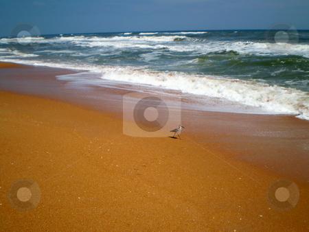To use this stock image in your creative project, please select the size you need over to the right and click the "Add to Cart" button.
Your downloaded image will come with the Cutcaster watermark removed so don’t worry about the watermark you see on this page. Beach stock photo, Sandpiper walking at the seashore by CHERYL LAFOND