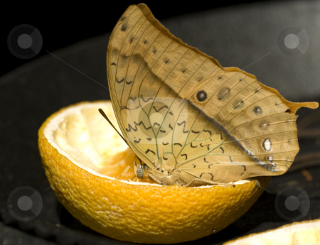 To use this stock image in your creative project, please select the size you need over to the right and click the "Add to Cart" button.
Your downloaded image will come with the Cutcaster watermark removed so don’t worry about the watermark you see on this page. Butterfly stock photo, Butterfly feasting on a lemon by George Botta