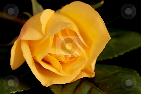 To use this stock image in your creative project, please select the size you need over to the right and click the "Add to Cart" button.
Your downloaded image will come with the Cutcaster watermark removed so don’t worry about the watermark you see on this page. Yellow Rose stock photo, Yellow Rose Close up with leaves dark background by Stephen Inglis