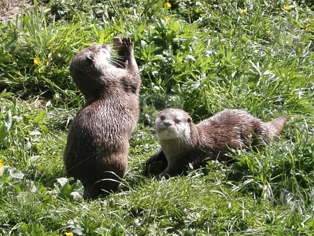 To use this stock image in your creative project, please select the size you need over to the right and click the "Add to Cart" button.
Your downloaded image will come with the Cutcaster watermark removed so don’t worry about the watermark you see on this page. Otters at play stock photo, Two European Otters at play by Paul Lancaster