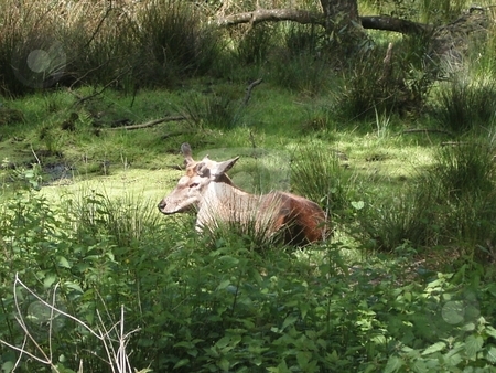 To use this stock image in your creative project, please select the size you need over to the right and click the "Add to Cart" button.
Your downloaded image will come with the Cutcaster watermark removed so don’t worry about the watermark you see on this page. Male deer stock photo, Male deer lying down by Paul Lancaster