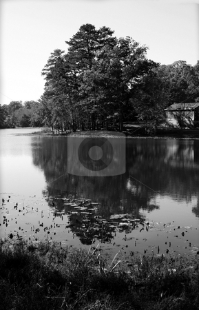 To use this stock image in your creative project, please select the size you need over to the right and click the "Add to Cart" button.
Your downloaded image will come with the Cutcaster watermark removed so don’t worry about the watermark you see on this page. Fall in black and white stock photo, A pond in black and white during the fall by Tim Markley
