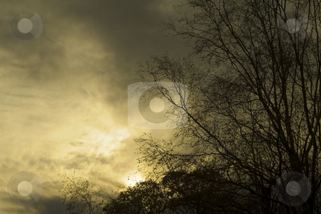 To use this stock image in your creative project, please select the size you need over to the right and click the "Add to Cart" button.
Your downloaded image will come with the Cutcaster watermark removed so don’t worry about the watermark you see on this page. Moody Sky stock photo, Moody image of a dark sky with tree silhouette by Dunja Bond