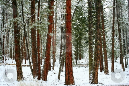 To use this stock image in your creative project, please select the size you need over to the right and click the "Add to Cart" button.
Your downloaded image will come with the Cutcaster watermark removed so don’t worry about the watermark you see on this page. Red Bark Pine Trees stock photo, Found this shot while out for a walk in a forest near my house by Brian Johnson
