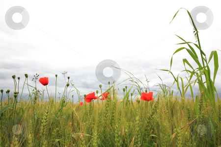 To use this stock image in your creative project, please select the size you need over to the right and click the "Add to Cart" button.
Your downloaded image will come with the Cutcaster watermark removed so don’t worry about the watermark you see on this page. Poppies stock photo, Poppies in a wheatfield by Tilo