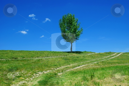To use this stock image in your creative project, please select the size you need over to the right and click the "Add to Cart" button.
Your downloaded image will come with the Cutcaster watermark removed so don’t worry about the watermark you see on this page. Road tree stock photo, Road tree - green fields, paths, the blue sky, mountain by Milsi Art