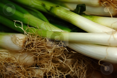 To use this stock image in your creative project, please select the size you need over to the right and click the "Add to Cart" button.
Your downloaded image will come with the Cutcaster watermark removed so don’t worry about the watermark you see on this page. Spring onion stock photo, Spring onion close up with focus on root by Milsi Art