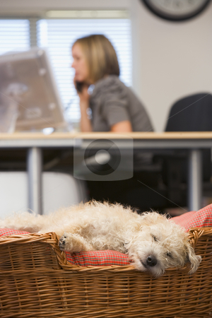 To use this stock image in your creative project, please select the size you need over to the right and click the "Add to Cart" button.
Your downloaded image will come with the Cutcaster watermark removed so don’t worry about the watermark you see on this page. Dog sleeping in home office with woman in background stock photo, by Monkey Business Images