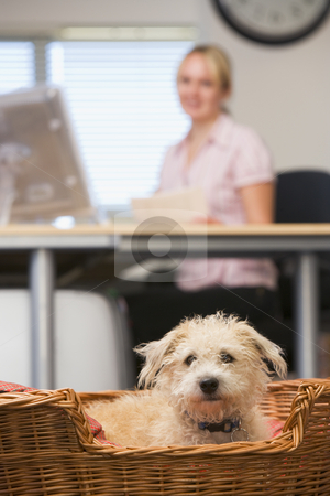 To use this stock image in your creative project, please select the size you need over to the right and click the "Add to Cart" button.
Your downloaded image will come with the Cutcaster watermark removed so don’t worry about the watermark you see on this page. Dog lying in home office with woman in background stock photo, by Monkey Business Images