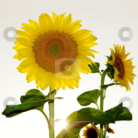 To use this stock image in your creative project, please select the size you need over to the right and click the "Add to Cart" button.
Your downloaded image will come with the Cutcaster watermark removed so don’t worry about the watermark you see on this page. Sunflowers stock photo, Beautiful sunflowers with sunburst by Milsi Art