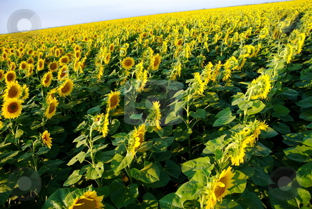 To use this stock image in your creative project, please select the size you need over to the right and click the "Add to Cart" button.
Your downloaded image will come with the Cutcaster watermark removed so don’t worry about the watermark you see on this page. Sunflower field stock photo, Sunflower field with tilted angle by Milsi Art