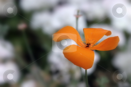To use this stock image in your creative project, please select the size you need over to the right and click the "Add to Cart" button.
Your downloaded image will come with the Cutcaster watermark removed so don’t worry about the watermark you see on this page. California Poppy stock photo, Beautiful native orange California Poppy with a light background. by Henrik Lehnerer