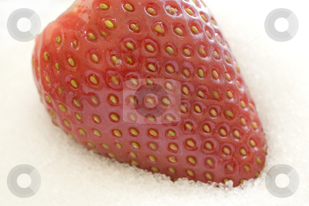 To use this stock image in your creative project, please select the size you need over to the right and click the "Add to Cart" button.
Your downloaded image will come with the Cutcaster watermark removed so don’t worry about the watermark you see on this page. Single strawberry stock photo, High key image of a single ripe strawberry on a bed of sugar granuals by Stephen Gibson