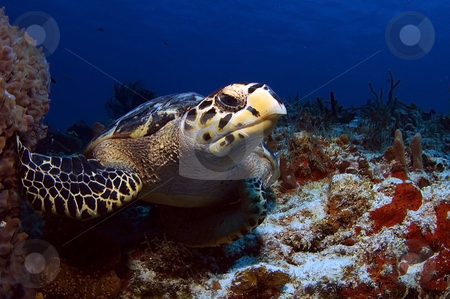 To use this stock image in your creative project, please select the size you need over to the right and click the "Add to Cart" button.
Your downloaded image will come with the Cutcaster watermark removed so don’t worry about the watermark you see on this page. Hawks Bill Sea Turtle stock photo, by Greg Amptman
