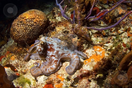 To use this stock image in your creative project, please select the size you need over to the right and click the "Add to Cart" button.
Your downloaded image will come with the Cutcaster watermark removed so don’t worry about the watermark you see on this page. Caribbean Octopus stock photo, by Greg Amptman