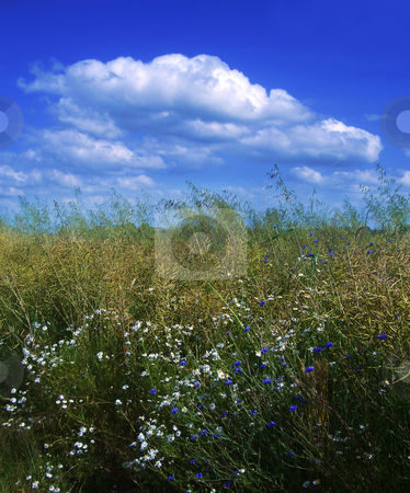 To use this stock image in your creative project, please select the size you need over to the right and click the "Add to Cart" button.
Your downloaded image will come with the Cutcaster watermark removed so don’t worry about the watermark you see on this page. Meadow france stock photo, A flowery meadow in Normandy by Midas Mould