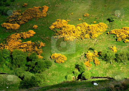 To use this stock image in your creative project, please select the size you need over to the right and click the "Add to Cart" button.
Your downloaded image will come with the Cutcaster watermark removed so don’t worry about the watermark you see on this page. Whin landscape stock photo, Golden whins in ireland by Midas Mould