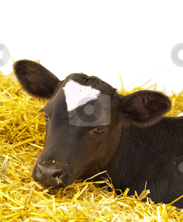 To use this stock image in your creative project, please select the size you need over to the right and click the "Add to Cart" button.
Your downloaded image will come with the Cutcaster watermark removed so don’t worry about the watermark you see on this page. Calv on straw stock photo, Portrait of calv on straw, isolated on white by Torsten Lorenz