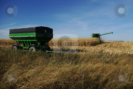 To use this stock image in your creative project, please select the size you need over to the right and click the "Add to Cart" button.
Your downloaded image will come with the Cutcaster watermark removed so don’t worry about the watermark you see on this page. Iowa fall corn harvest stock photo, A big green combine finishes the corn rows it has been harvesting to transfer the corn it has picked and separated from ears into a waiting farm wagon. Iowa usually leads the nation and the world in corn production. by Dennis Thomsen