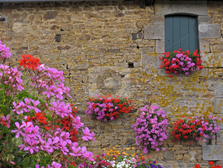 To use this stock image in your creative project, please select the size you need over to the right and click the "Add to Cart" button.
Your downloaded image will come with the Cutcaster watermark removed so don’t worry about the watermark you see on this page. Le Haut de la Lande, House wall with flowers, Brittany, Northern France stock photo, Le Haut de la Lande, House wall with flowers, Brittany, Northern France by Lothar Hinz