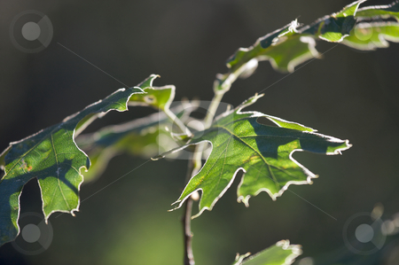 To use this stock image in your creative project, please select the size you need over to the right and click the "Add to Cart" button.
Your downloaded image will come with the Cutcaster watermark removed so don’t worry about the watermark you see on this page. Backlit Oak Leaves stock photo, Backlit Oak Leaves with narrow depth of field. by Andy Dean