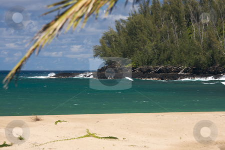To use this stock image in your creative project, please select the size you need over to the right and click the "Add to Cart" button.
Your downloaded image will come with the Cutcaster watermark removed so don’t worry about the watermark you see on this page. Tropical Shoreline and Trees stock photo, Tropical Shoreline and Trees on Kauai, Hawaii by Andy Dean