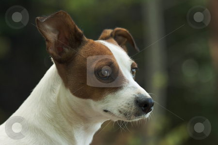 To use this stock image in your creative project, please select the size you need over to the right and click the "Add to Cart" button.
Your downloaded image will come with the Cutcaster watermark removed so don’t worry about the watermark you see on this page. Jack Russell Terrier Portrait stock photo, Majestic Jack Russell Terrier Dog Portrait by Andy Dean