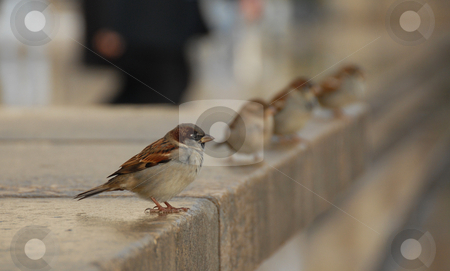 To use this stock image in your creative project, please select the size you need over to the right and click the "Add to Cart" button.
Your downloaded image will come with the Cutcaster watermark removed so don’t worry about the watermark you see on this page. Sparrow stock photo, A male sparrow (passer domesticus domesticu) in Paris. Behind him, three females sparrow, and a man who walking by Bonzami Emmanuelle