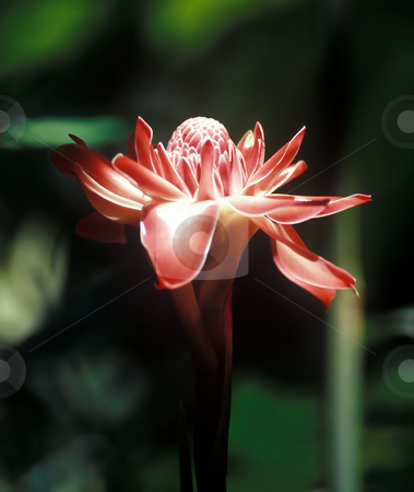 To use this stock image in your creative project, please select the size you need over to the right and click the "Add to Cart" button.
Your downloaded image will come with the Cutcaster watermark removed so don’t worry about the watermark you see on this page. Orchid stock photo, Beautiful single flowers orchid in Borneo jungle by Seregey Korotkov