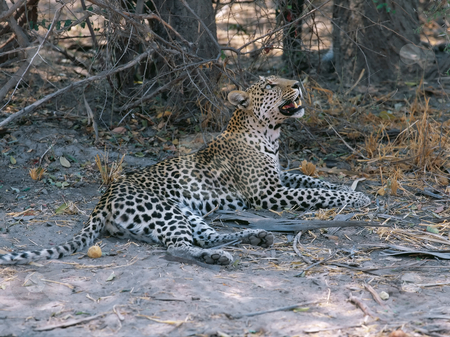 To use this stock image in your creative project, please select the size you need over to the right and click the "Add to Cart" button.
Your downloaded image will come with the Cutcaster watermark removed so don’t worry about the watermark you see on this page. Leopard stock photo, Leopard in Botswana Okavango delta by Seregey Korotkov