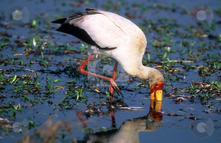 To use this stock image in your creative project, please select the size you need over to the right and click the "Add to Cart" button.
Your downloaded image will come with the Cutcaster watermark removed so don’t worry about the watermark you see on this page. Yellow-billed stork stock photo, Hunting yellow-billed stork in water in Okavango delta Botswana by Seregey Korotkov