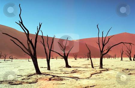 To use this stock image in your creative project, please select the size you need over to the right and click the "Add to Cart" button.
Your downloaded image will come with the Cutcaster watermark removed so don’t worry about the watermark you see on this page. Namib desert stock photo, Panoramic view on Namib desert in Sossusvlei by Seregey Korotkov