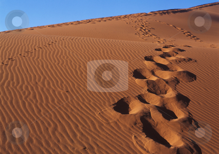 To use this stock image in your creative project, please select the size you need over to the right and click the "Add to Cart" button.
Your downloaded image will come with the Cutcaster watermark removed so don’t worry about the watermark you see on this page. Footprint on sand stock photo, Footprint sand dunes in the Namib Desert by Seregey Korotkov