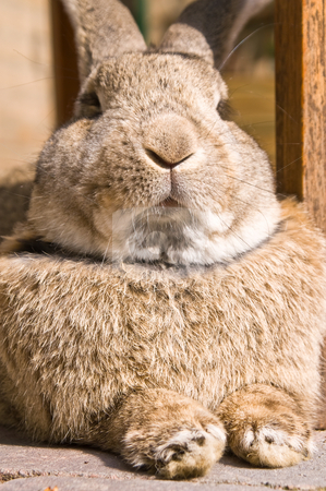 To use this stock image in your creative project, please select the size you need over to the right and click the "Add to Cart" button.
Your downloaded image will come with the Cutcaster watermark removed so don’t worry about the watermark you see on this page. Bossy rabbit stock photo, Rabbit looking like I 'm the boss by Karin Claus
