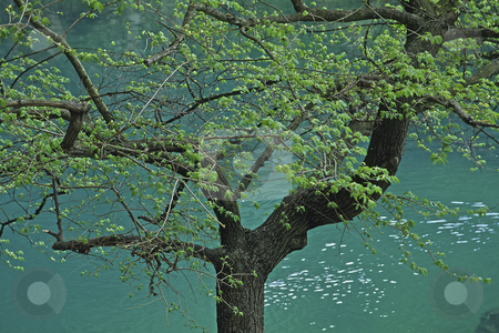 To use this stock image in your creative project, please select the size you need over to the right and click the "Add to Cart" button.
Your downloaded image will come with the Cutcaster watermark removed so don’t worry about the watermark you see on this page. Tree at the source of the river Sorgue, Fontaine-de-Vaucluse, Provence, Southern France stock photo, Tree at the source of the river Sorgue, Fontaine-de-Vaucluse, Provence, Southern France by Lothar Hinz