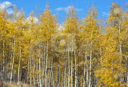 To use this stock image in your creative project, please select the size you need over to the right and click the "Add to Cart" button.
Your downloaded image will come with the Cutcaster watermark removed so don’t worry about the watermark you see on this page. Colorful Aspen Pines stock photo, Colorful Aspen Pines Against Deep Blue Sky by Andy Dean