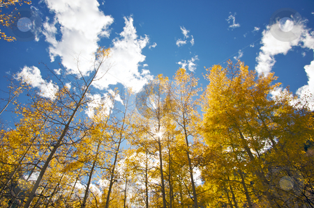 To use this stock image in your creative project, please select the size you need over to the right and click the "Add to Cart" button.
Your downloaded image will come with the Cutcaster watermark removed so don’t worry about the watermark you see on this page. Colorful Aspen Pines stock photo, Colorful Aspen Pines Against Deep Blue Sky by Andy Dean