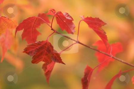 To use this stock image in your creative project, please select the size you need over to the right and click the "Add to Cart" button.
Your downloaded image will come with the Cutcaster watermark removed so don’t worry about the watermark you see on this page. Autumn Leaves stock photo, Autumn Leaves Abstract Background Image by Andy Dean